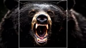 Chhattisgarh Bear Attack News: छत्तीसगढ़ में भालुओं का आतंक, 2 ग्रामीणों को नोंच-नोंचकर मार डाला, पूरे गांव में दहशत का माहौल