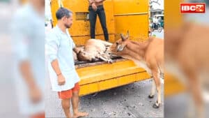 Shivpuri Emotional Viral Video: मृत बछड़े और माँ गाय का बेहद भावुक दृश्य.. शव ले जाते कर्मियों को रोकती रही, कभी आ जाती गाड़ी के सामने, आप भी देखें